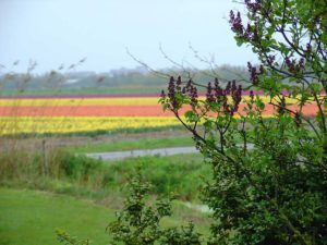 doorkijkje bollenvelden