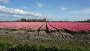 Roze bollenvelden