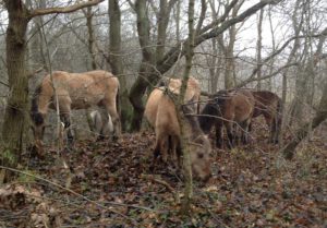 paarden in het wild