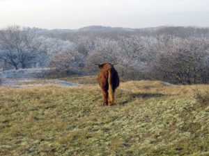 hooglander op de uitkijk