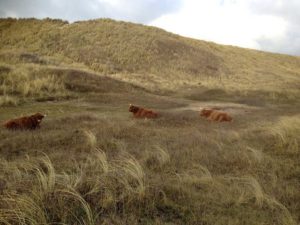 schotse hooglanders in duinen